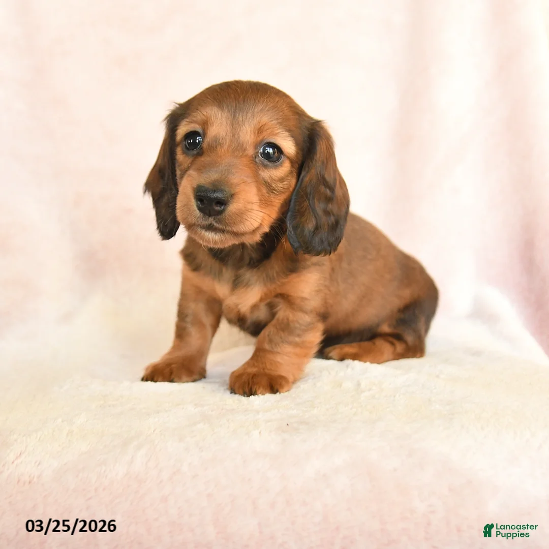 Dachshund dogs for sale: Izzy - Ad 1