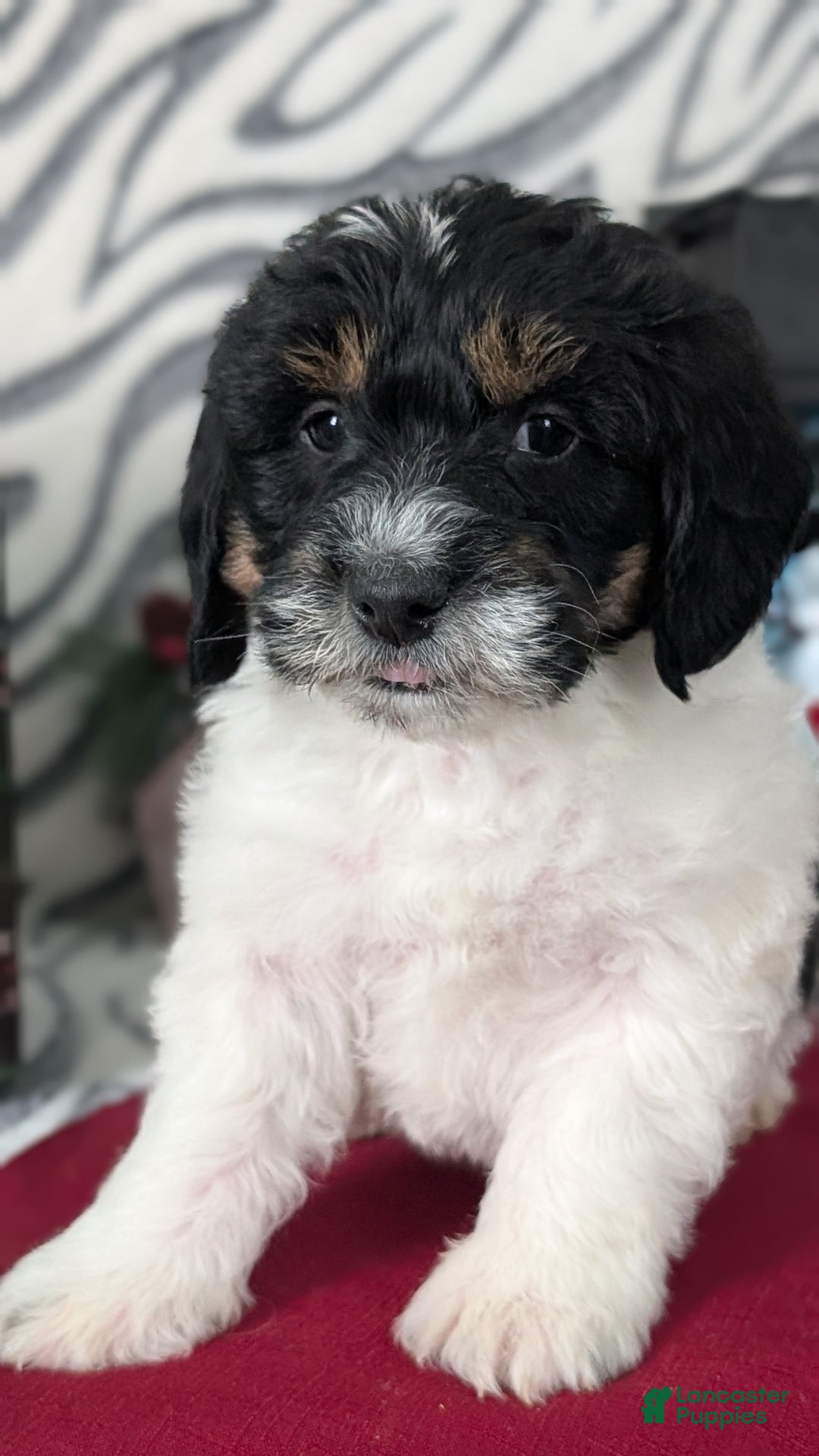 Mixed Breed dogs for sale: Asher - Ad 7