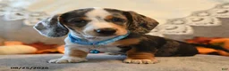 Dachshund dogs for sale: Peter - Ad 1