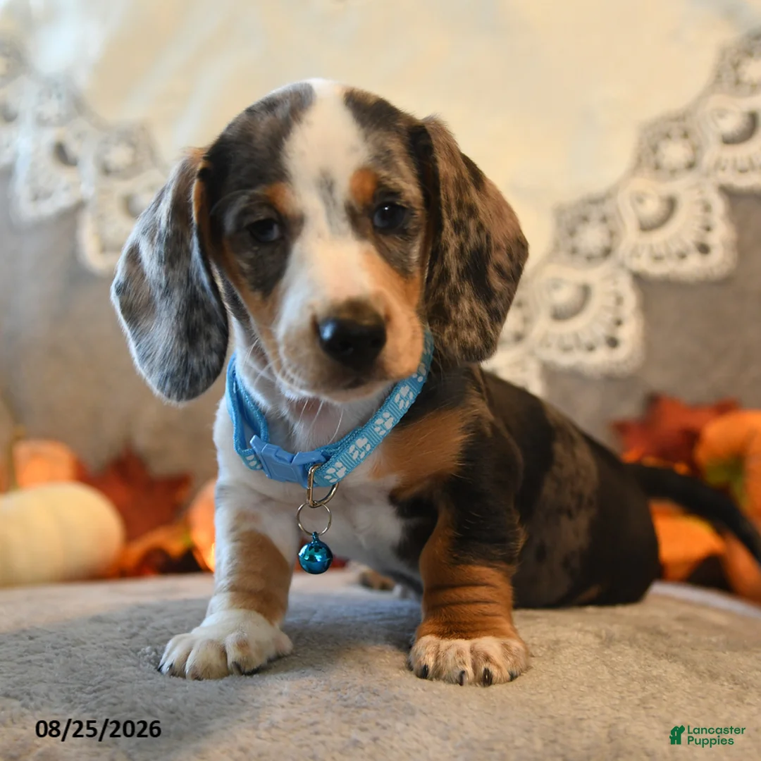 Dachshund dogs for sale: Peter - Ad 1