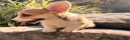 Welsh Corgi Pembroke dogs for sale: Tucker - Ad 11