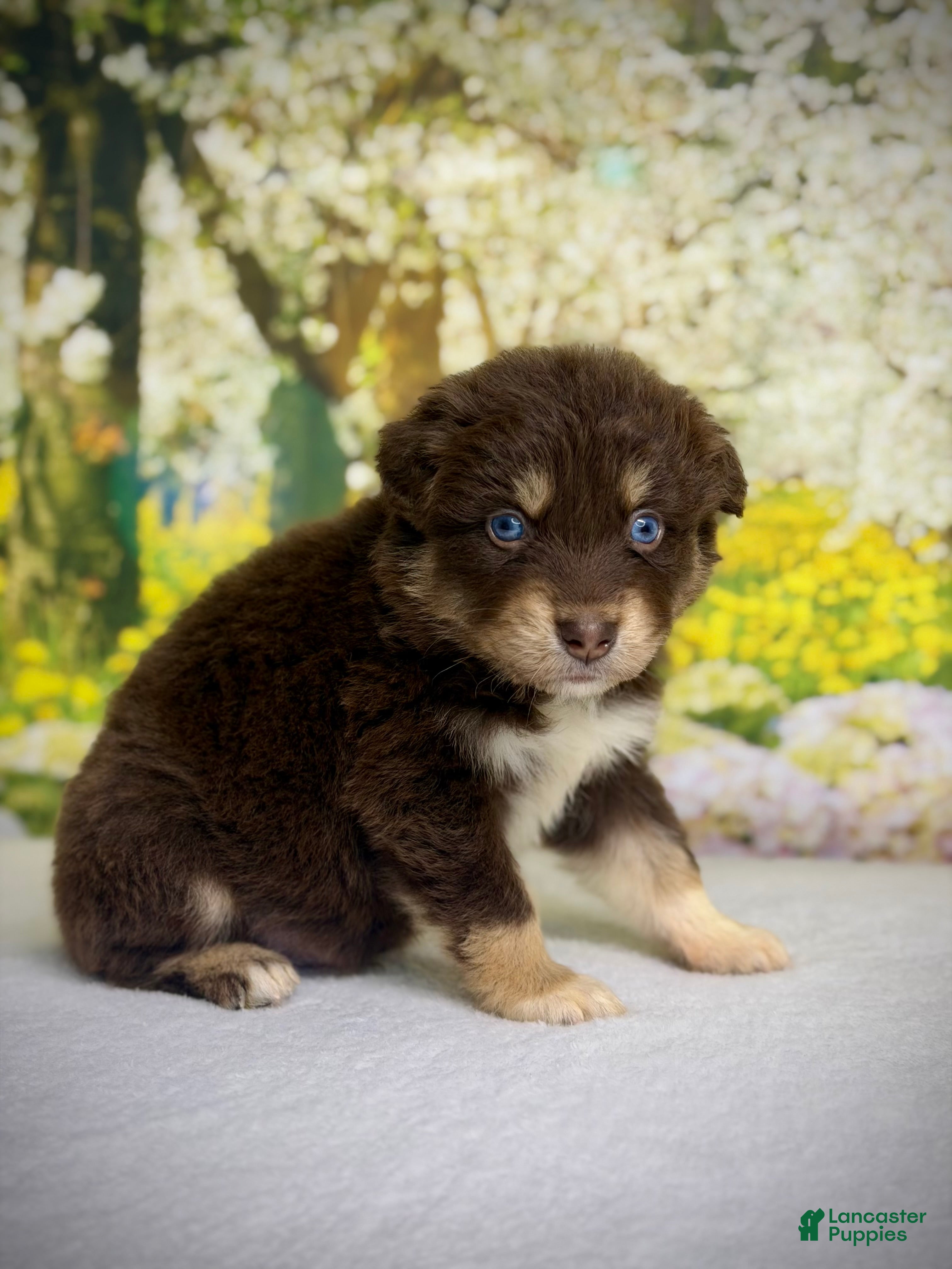 Australian Shepherd dogs Australian Shepherd Puppy 7 - Ad 1
