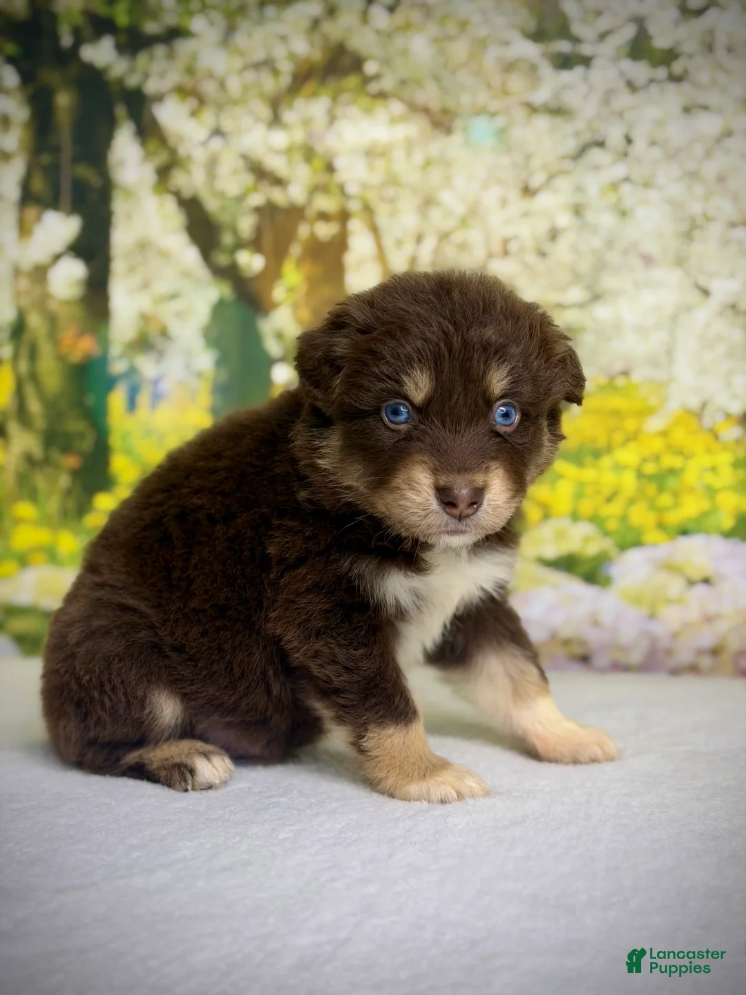 Australian Shepherd dogs for sale: Australian Shepherd Puppy 7 - Ad 1