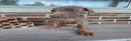 Doberman Pinscher dogs for sale: Storm - Ad 3