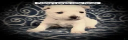 West Highland Terrier dogs for sale: AKC Paisley's Purple Collar Female - Ad 1