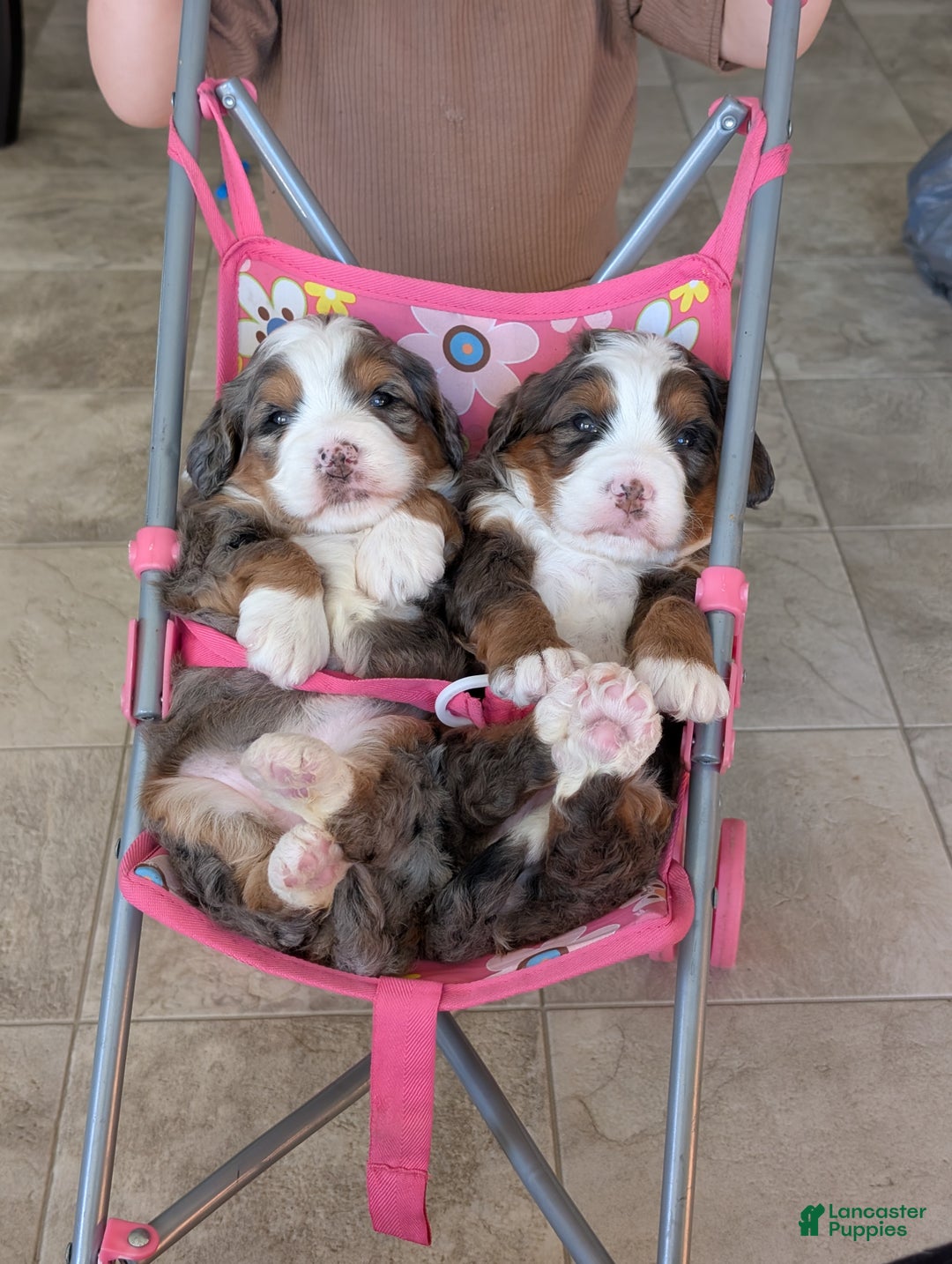 Mini Bernedoodle dogs for sale: Mini Sadie  - Ad 21