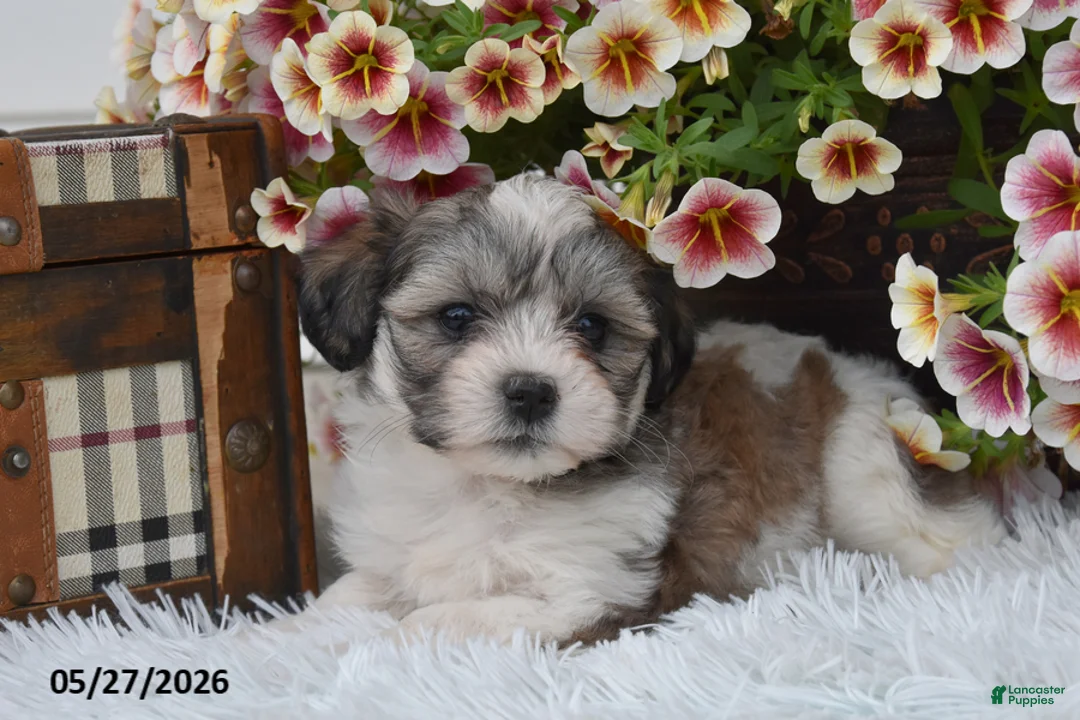 Mixed Breed dogs for sale: Skye - Ad 1