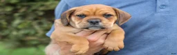 Beabull dogs for sale: Arthur - Ad 8