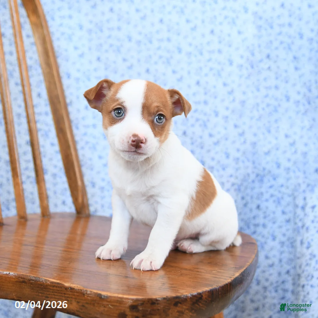 Jack Russell Terrier dogs for sale: Fudge - Ad 3