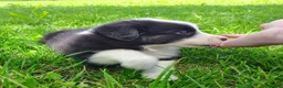 Border Collie dogs for sale: Eco - Ad 5