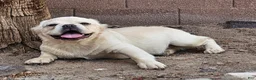 French Bulldog dogs for sale: French Bulldog Puppy 1 - Ad 6
