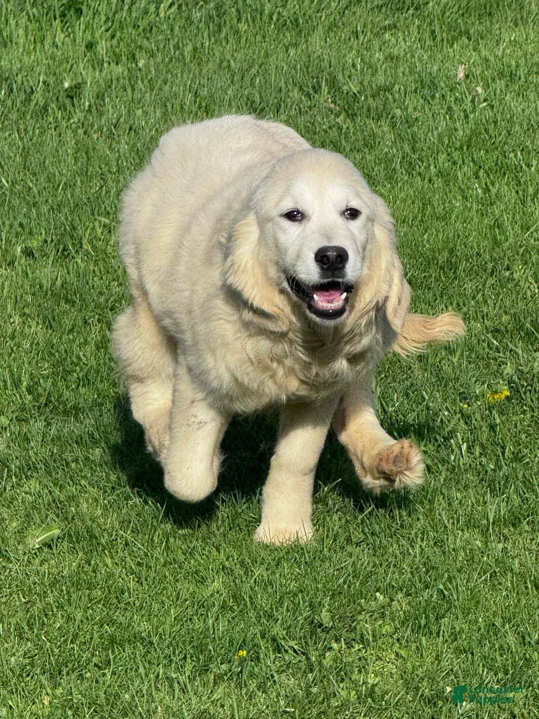 Golden Retriever dogs for sale: Golden Retriever Puppy 1 - Ad 4