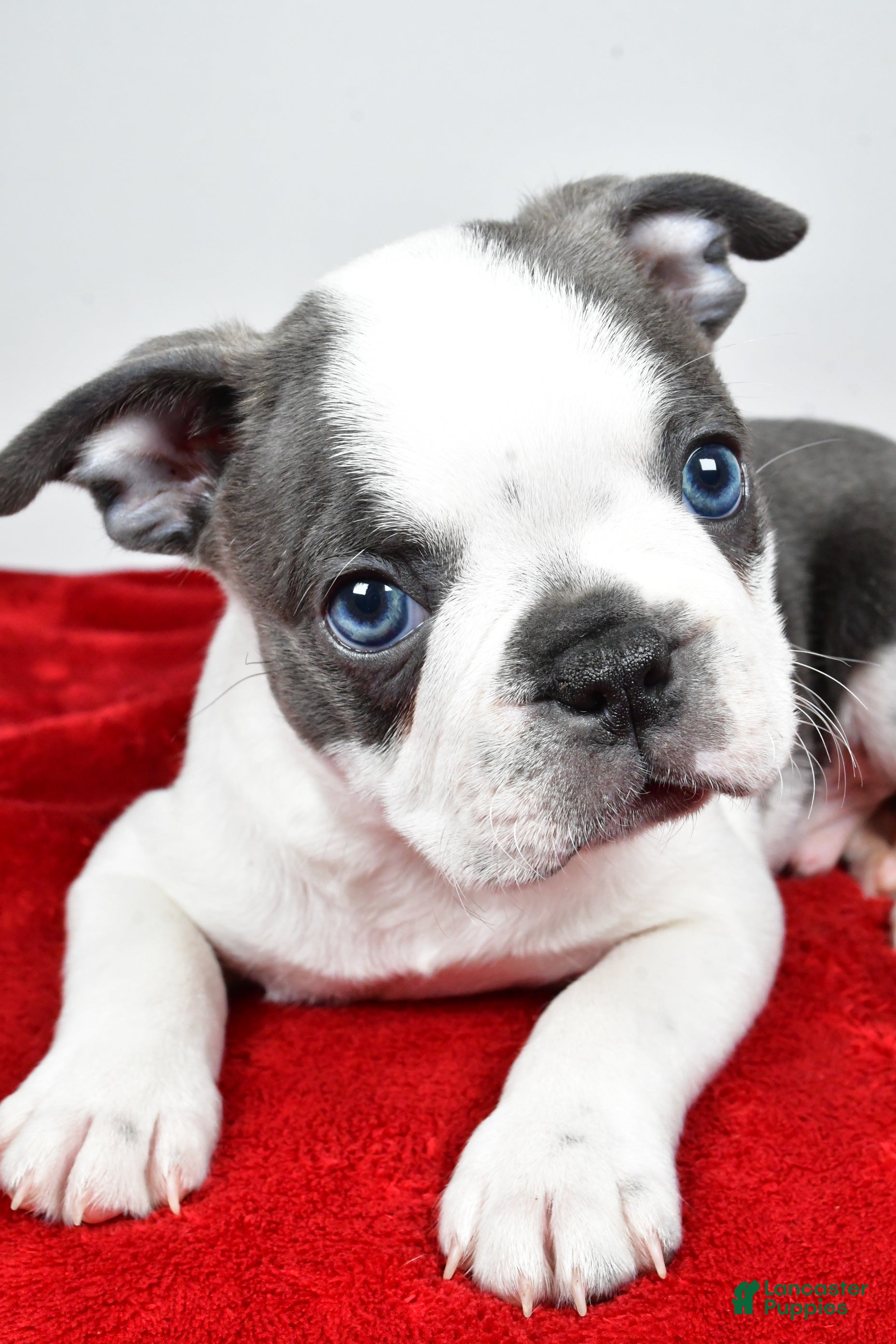 Boston Terrier dogs Shane  - Ad 2