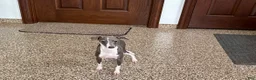 Italian Greyhound dogs for sale: Sharon - Ad 5