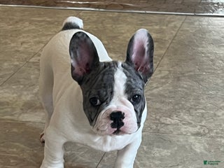 French Bulldog dogs Omar - Ad 30