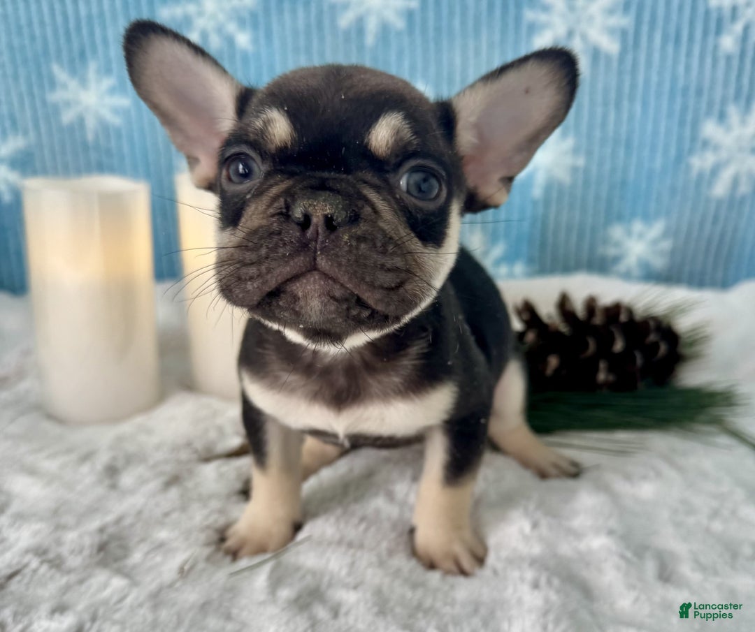 French Bulldog dogs for sale: Cole - Ad 3