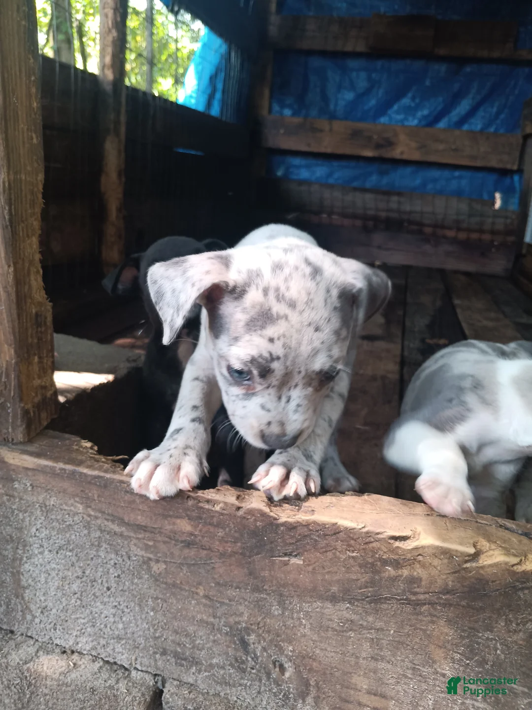 American Bully dogs for sale: American Bully 1 - Ad 2