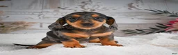 Miniature Dachshund dogs for sale: AKC-Gina - Ad 3
