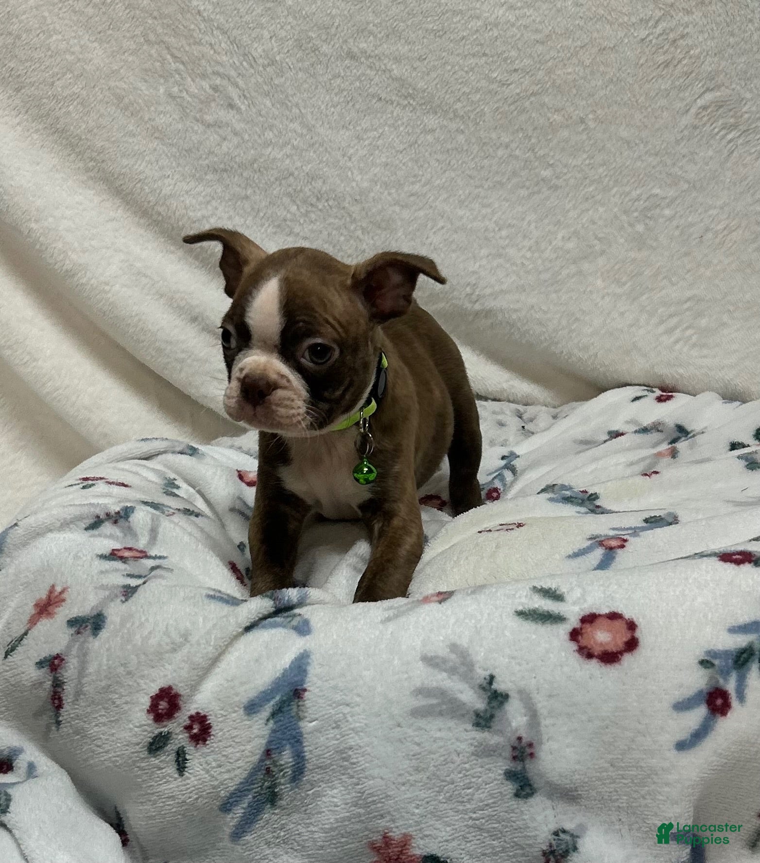 Boston Terrier dogs Boston Terrier 4 - Ad 1
