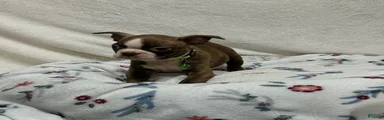 Boston Terrier 4