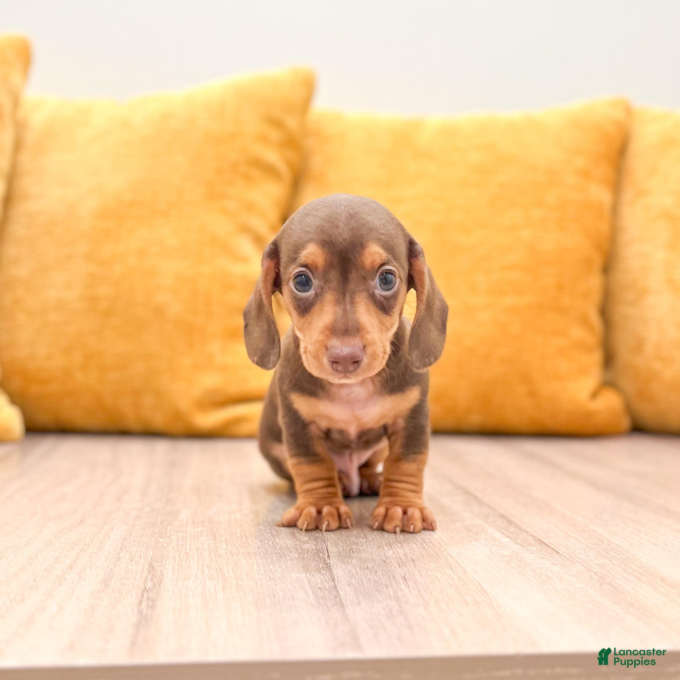 Miniature Dachshund dogs Mister - Ad 1