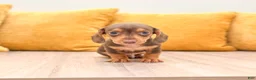 Miniature Dachshund dogs for sale: Mister - Ad 1