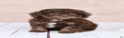 Cavapoo dogs for sale: F1B  Nutmeg - Ad 7