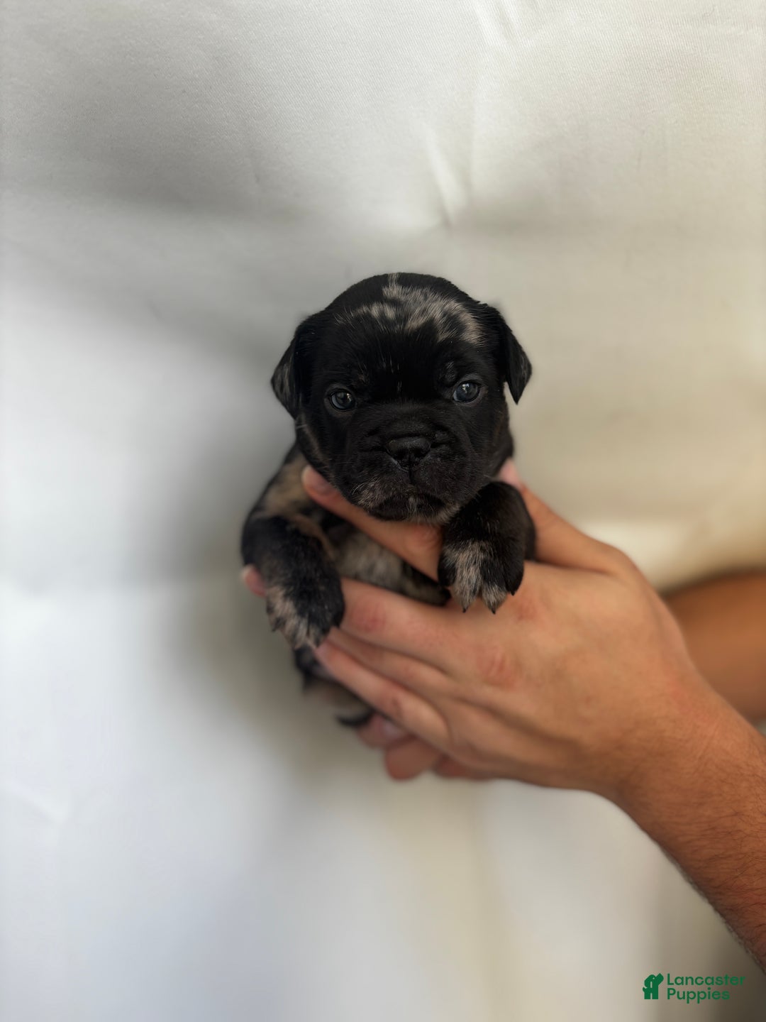 French Bulldog dogs for sale: Cloudy - Ad 5