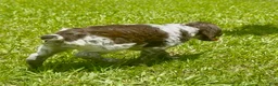 Brittany Spaniel dogs for sale: Macie - Ad 4