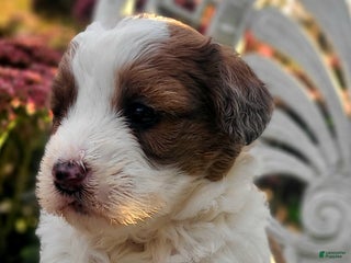 Saint Berdoodles dogs - Ad 21