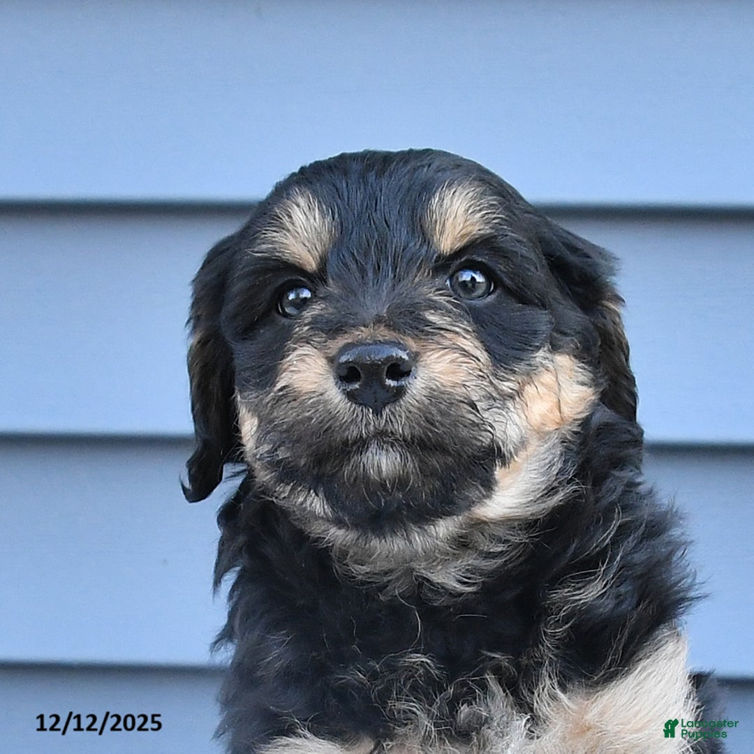 Mixed Breed dogs for sale: Alice - Ad 3