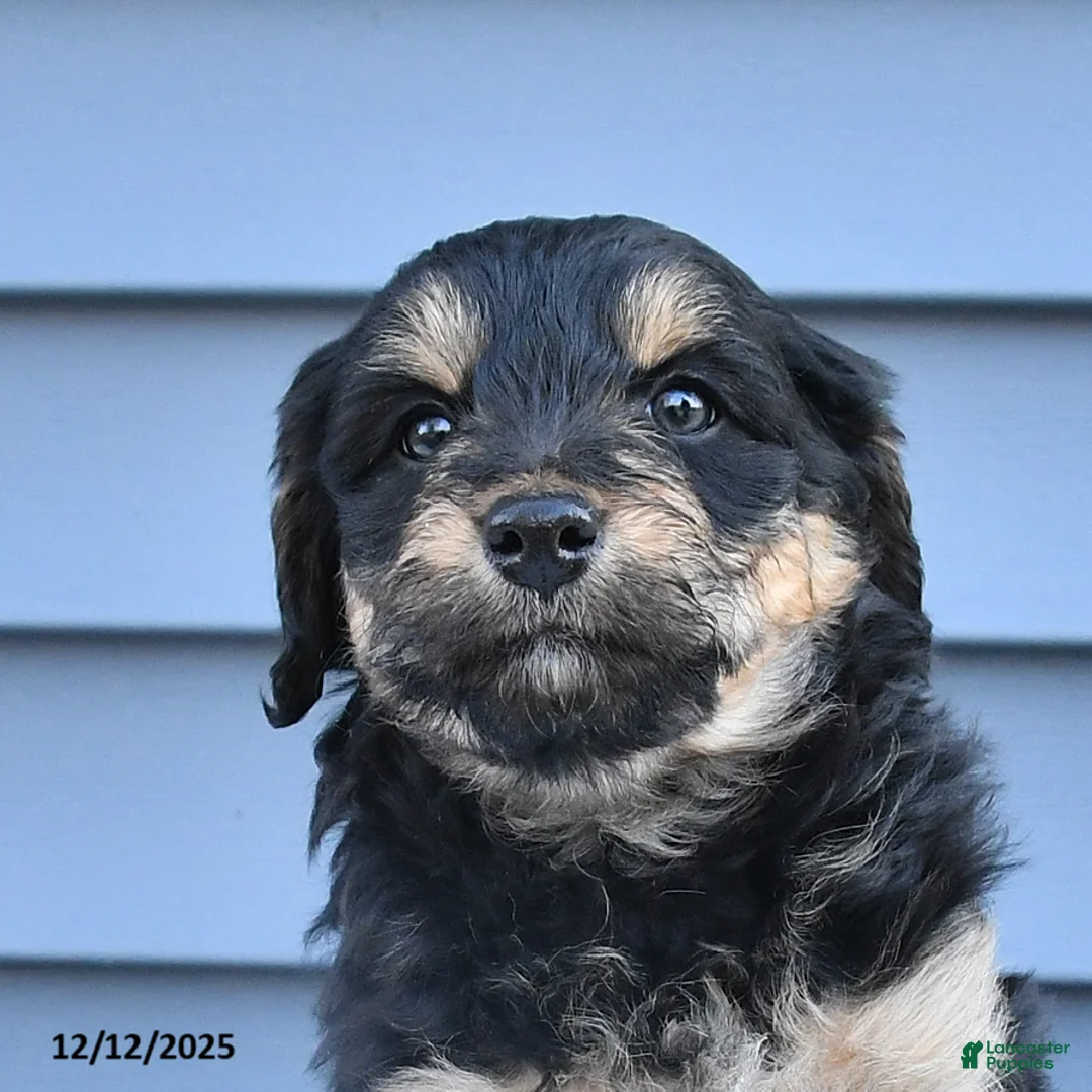 Mixed Breed dogs for sale: Alice - Ad 3