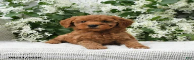 Jerry