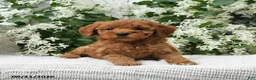 Goldendoodle dogs for sale: Jerry - Ad 1