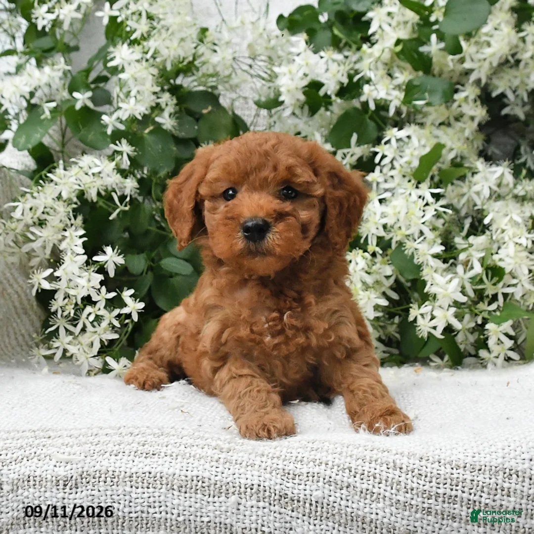 Goldendoodle dogs for sale: Jerry - Ad 1