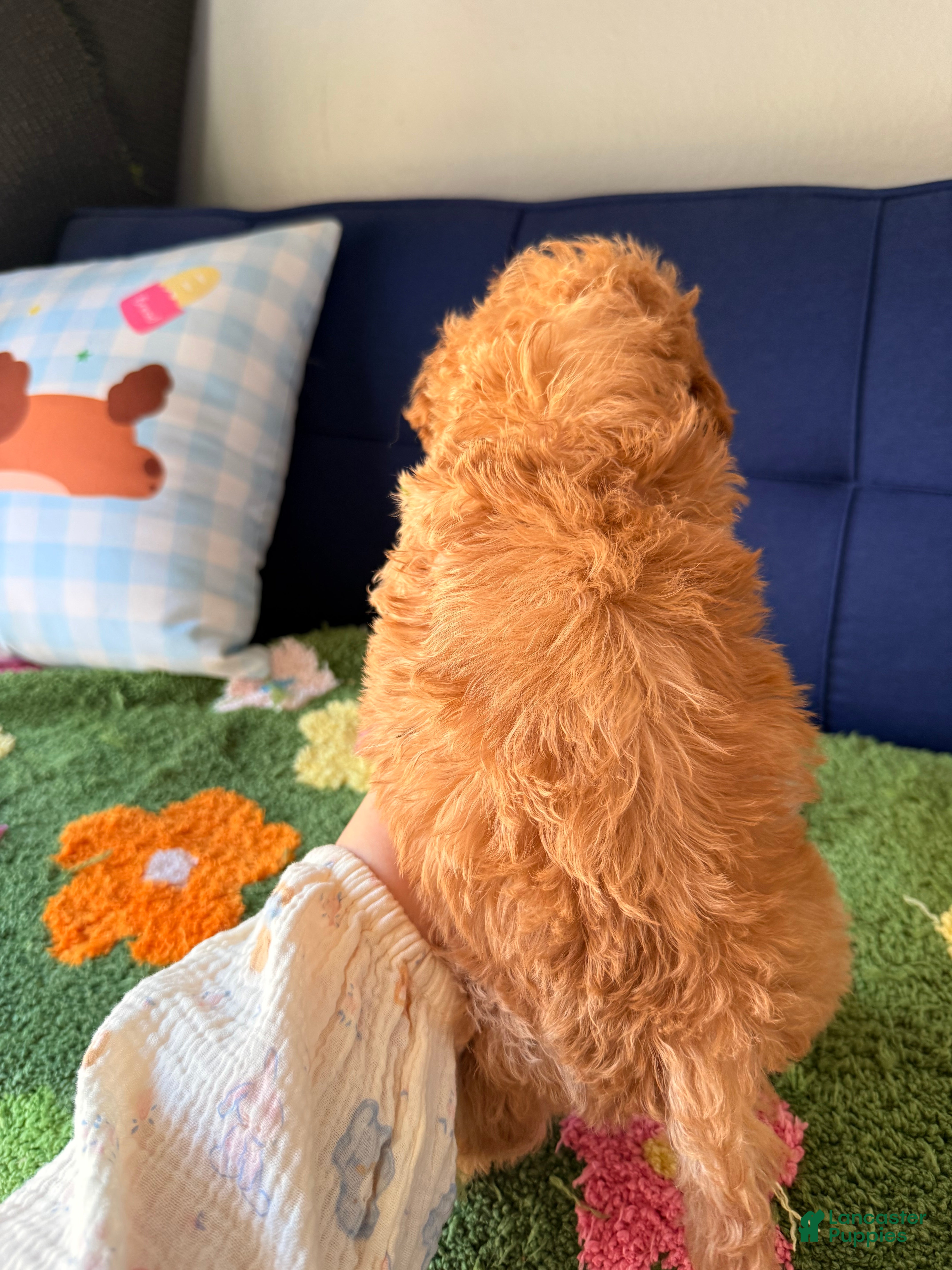 Cavapoo dogs bubby - Ad 2