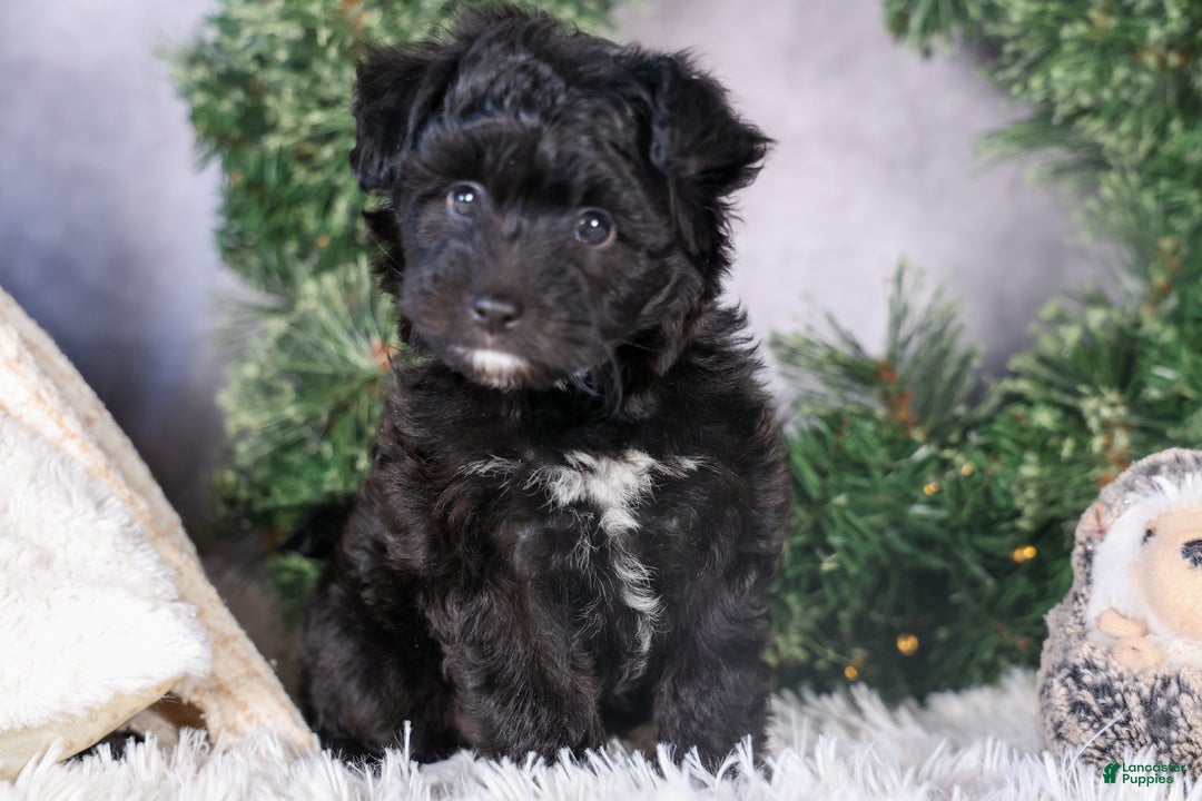 Mini Aussiedoodle dogs for sale: Kit Kat - Ad 37