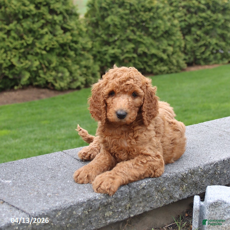 Goldendoodle dogs Scout - Ad 1