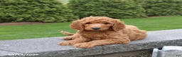 Goldendoodle dogs for sale: Scout - Ad 1