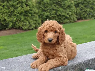 Goldendoodle dogs for sale: Scout - Ad 2