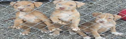 American Pit Bull Terrier dogs for sale: Bane - Ad 5