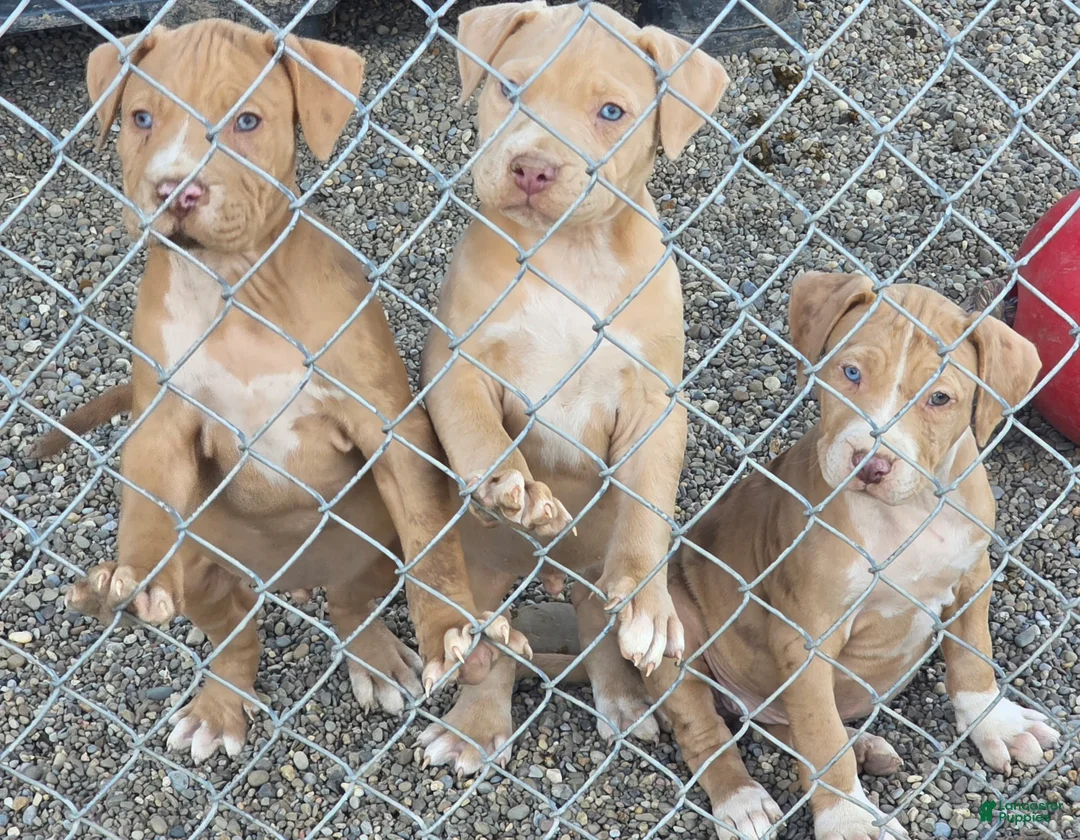 American Pit Bull Terrier dogs for sale: Bane - Ad 5