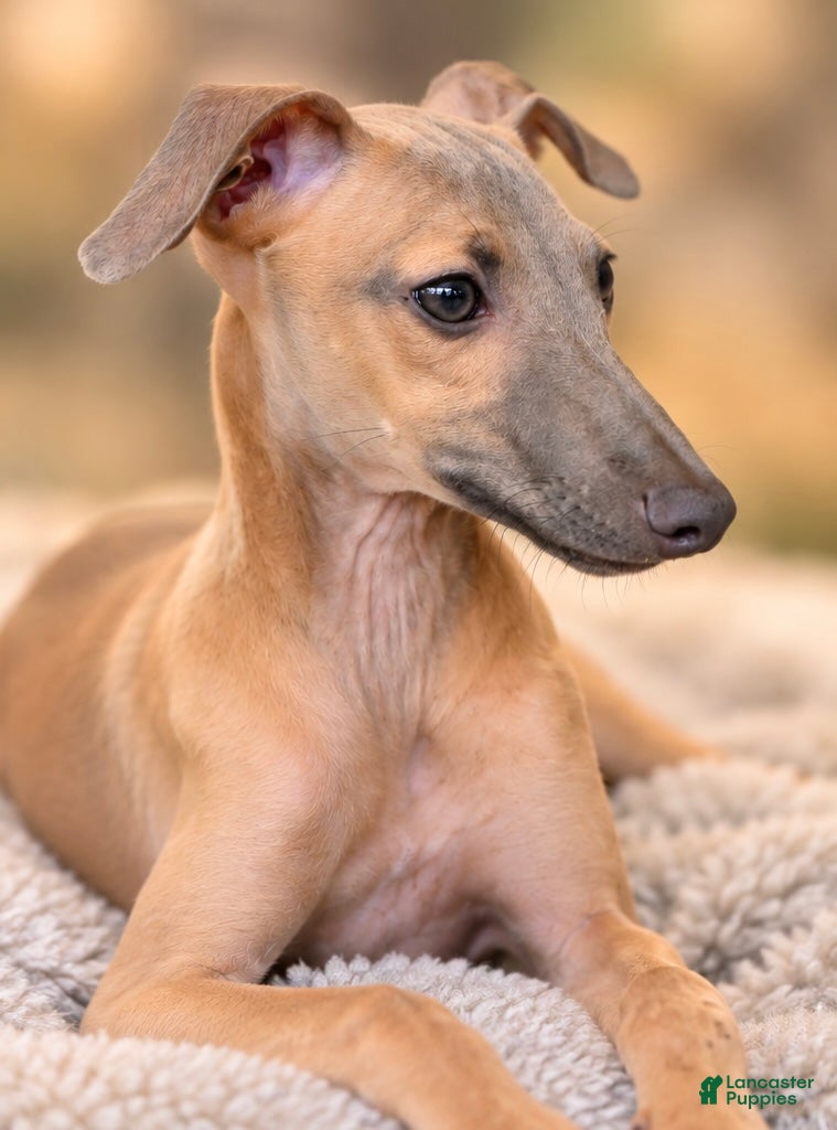 Italian Greyhound dogs for sale: Jasper - Ad 2