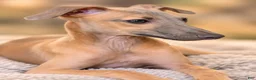 Italian Greyhound dogs for sale: Jasper - Ad 2