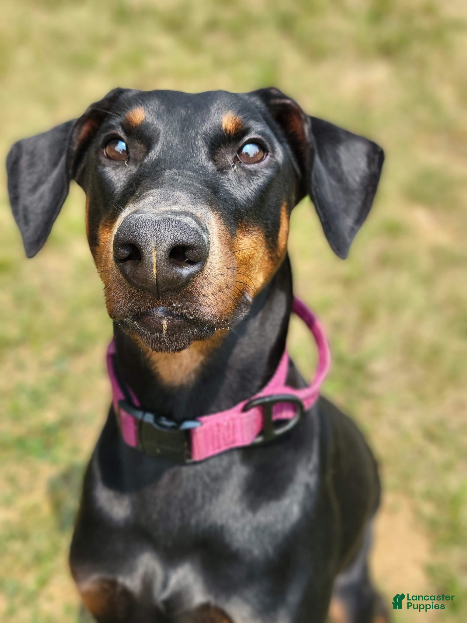 Doberman Pinscher dogs Kalypso - Ad 22