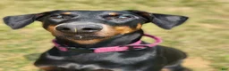 Doberman Pinscher dogs for sale: Kalypso - Ad 1