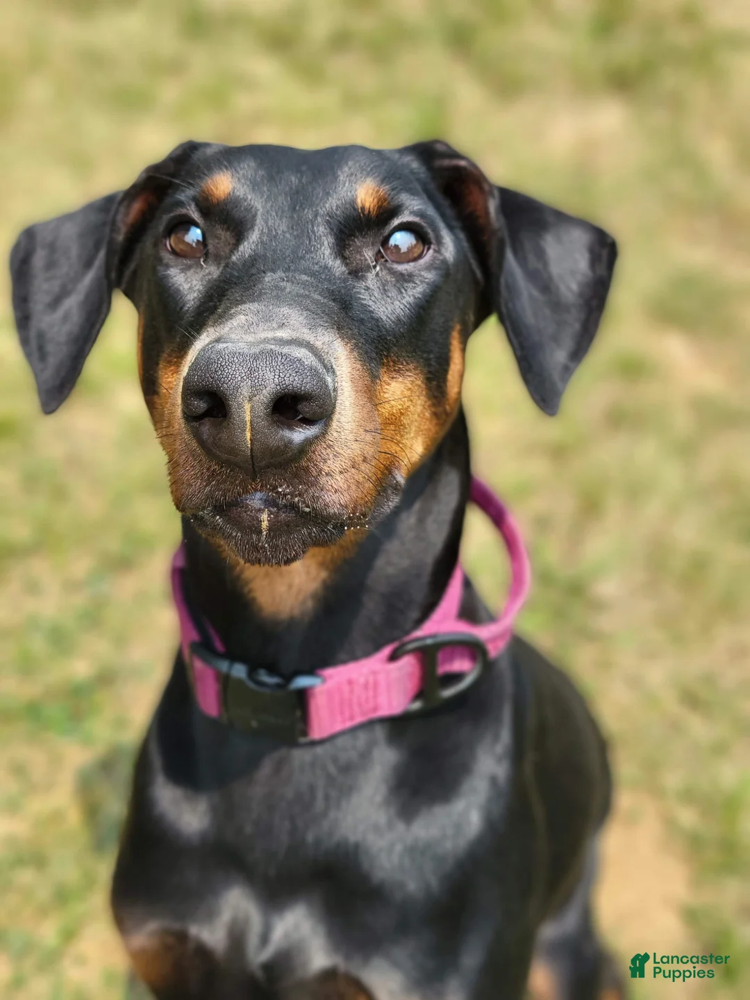 Doberman Pinscher dogs for sale: Kalypso - Ad 1