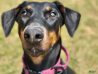 Doberman Pinscher dogs Kalypso - Ad 22