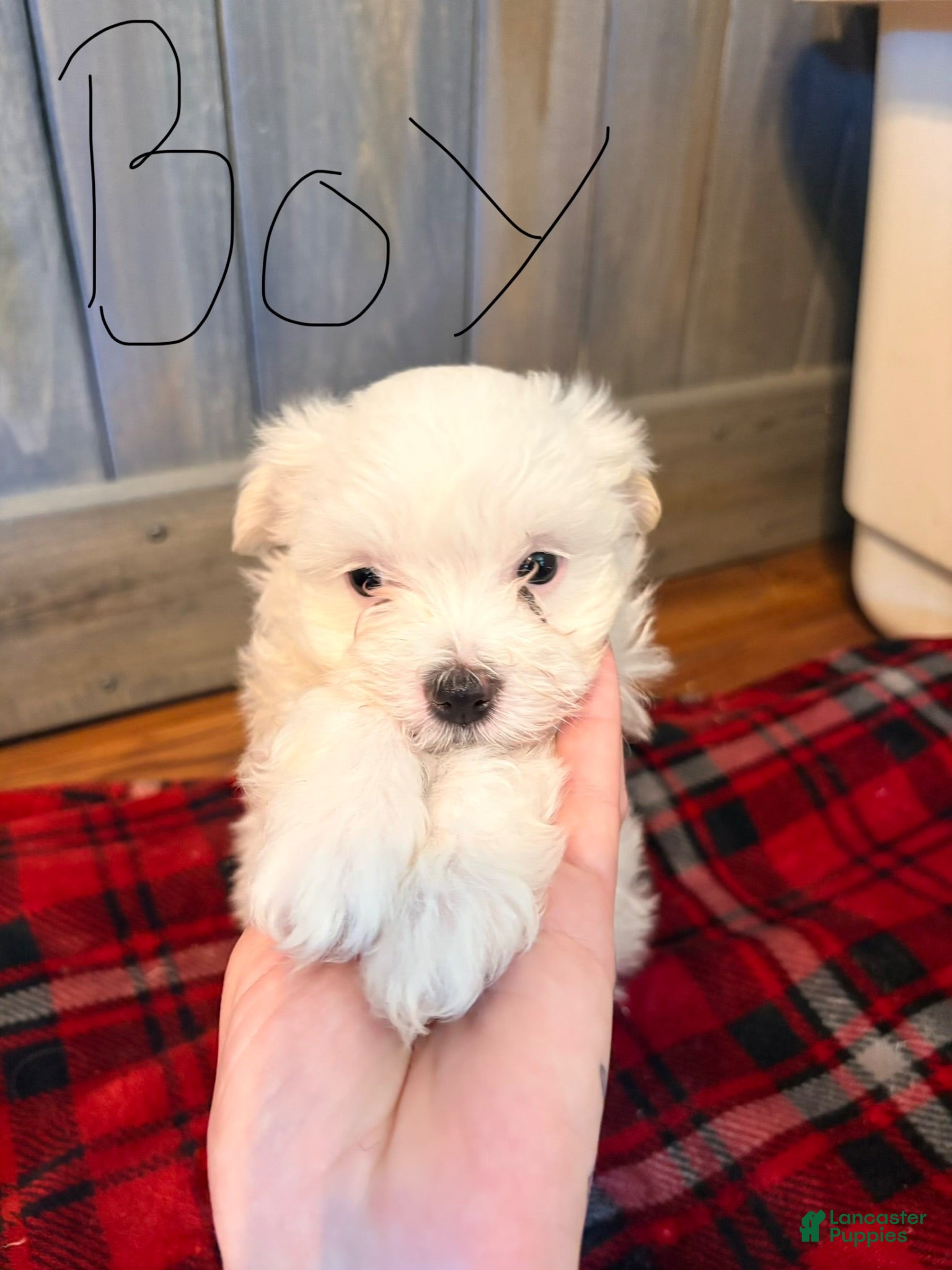 Maltese dogs Lindy  - Ad 40