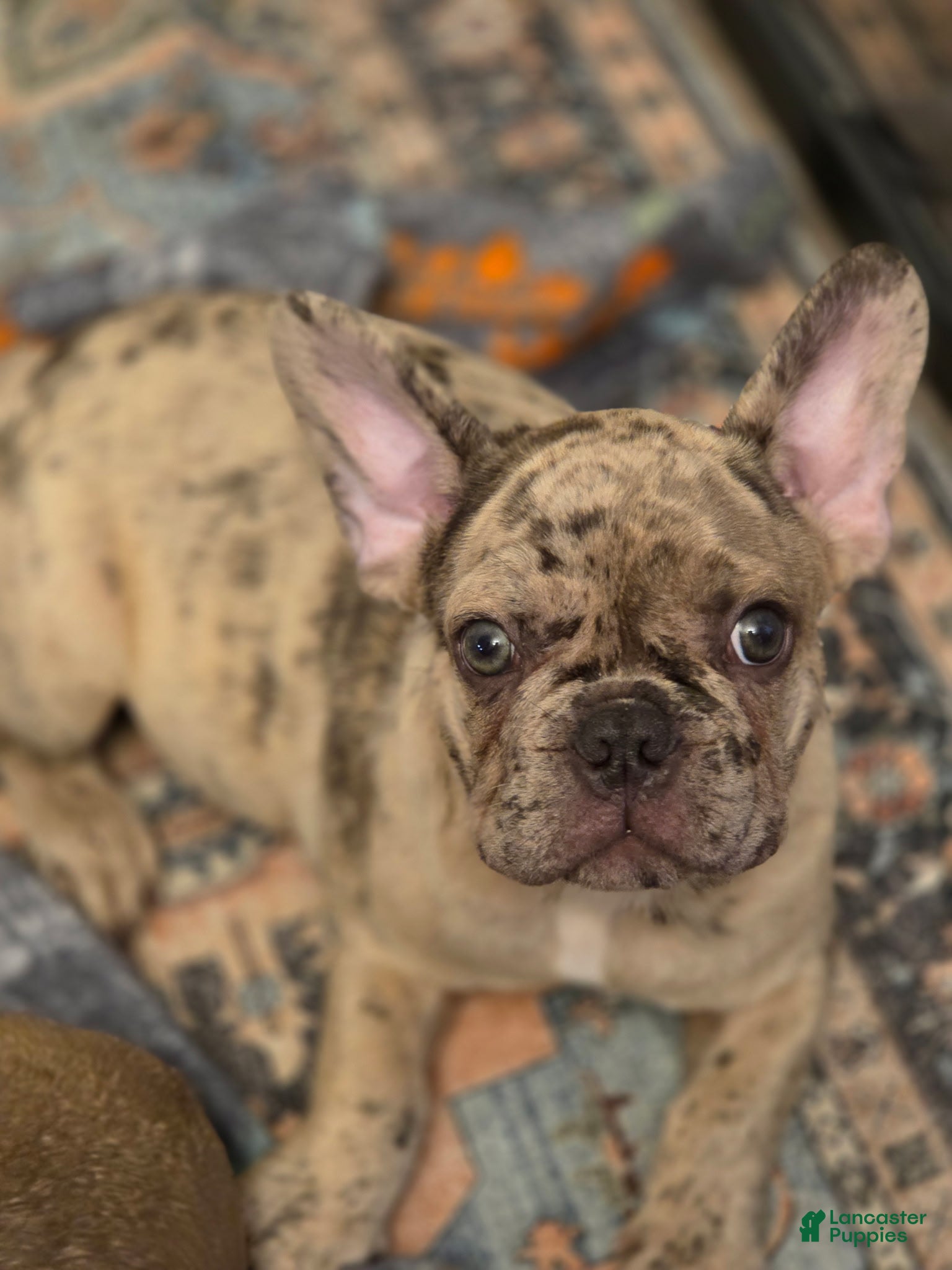 French Bulldog dogs Romeo - Ad 1